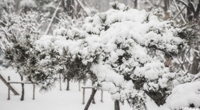 惊艳！宝应迎来2018年的第一场雪,景美！人更美！ ​​​​