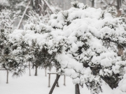 惊艳！宝应迎来2018年的第一场雪,景美！人更美！ ​​​​