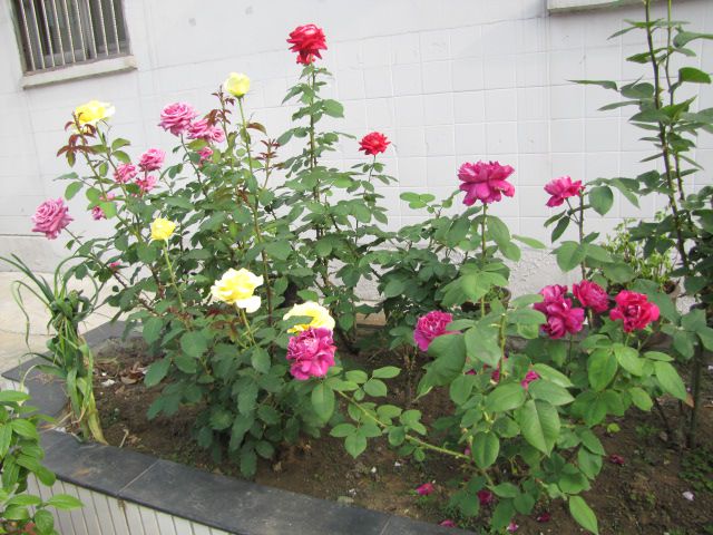 20120511165227652.jpg